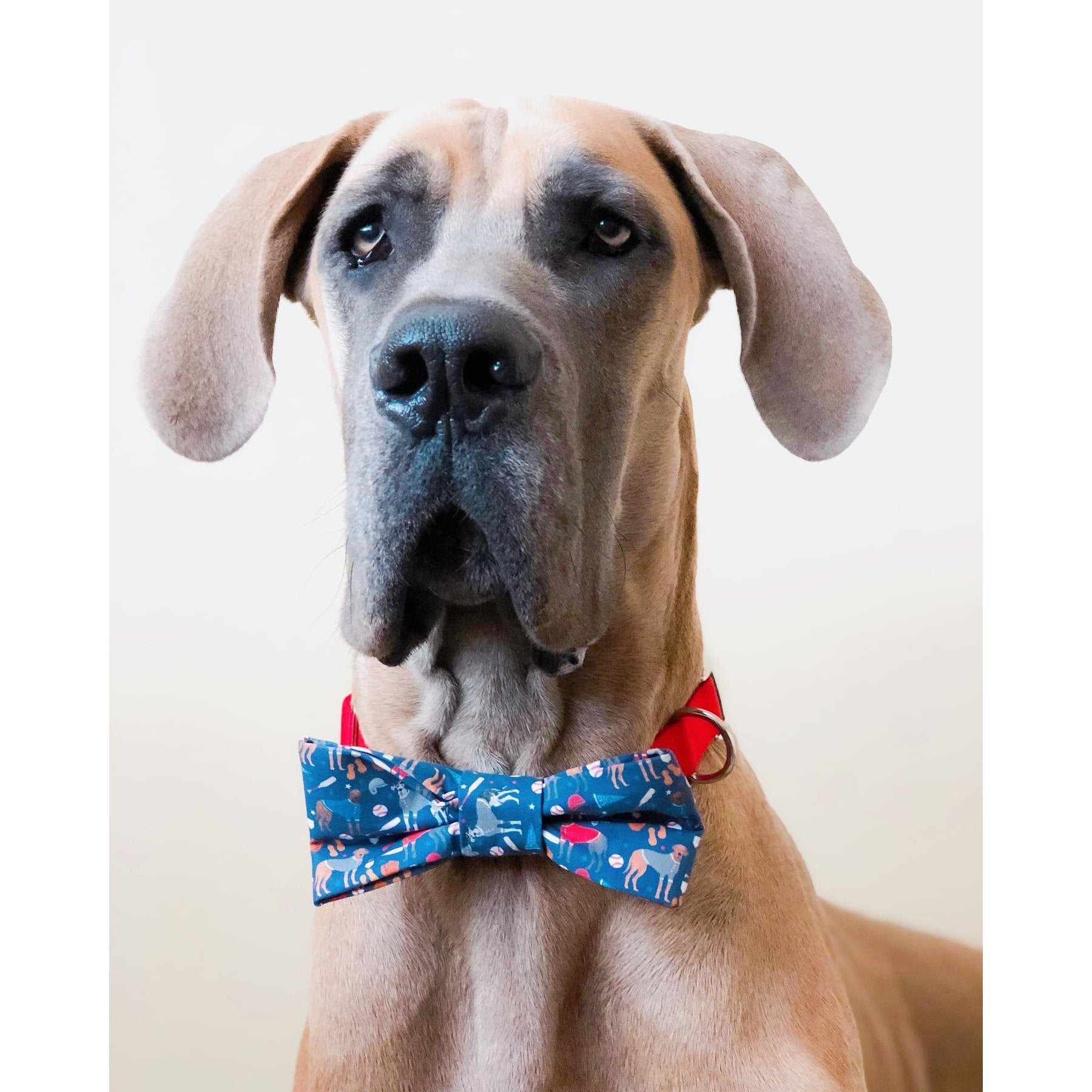 Scarlet Gaia You're a Catch - Dog Bow Tie