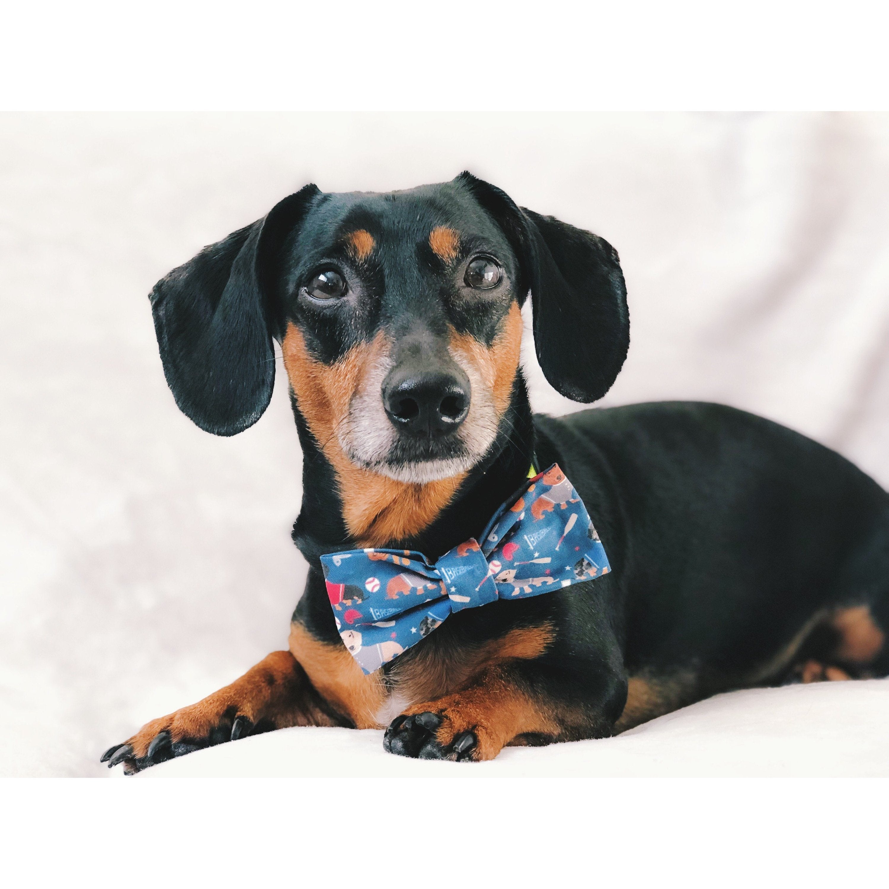 Scarlet Gaia You're a Catch - Dog Bow Tie