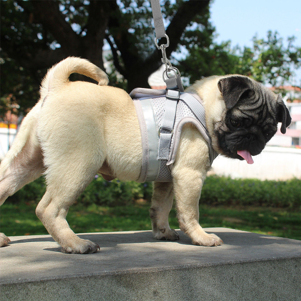 Cyan Ganymede Mesh Puppy Pet Harness Small Dogs Cat Harness and